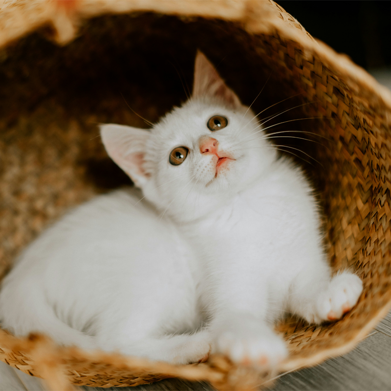 Vit kattunge som ligger i en korg och tittar upp