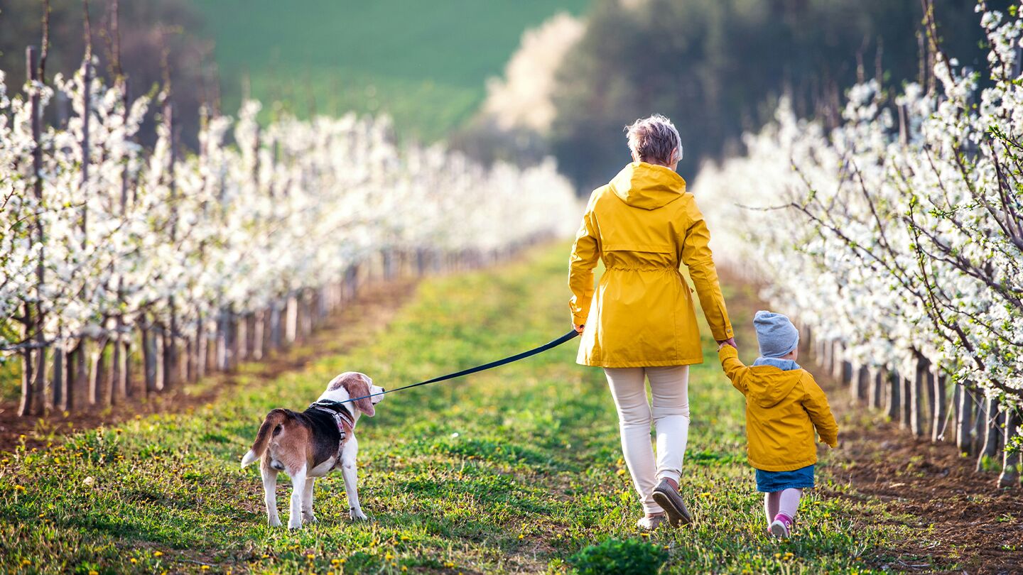 Person och barn promenerar med hund på stig mellan blommande träd