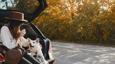 En person sitter i bakluckan på en bil tillsammans med en vit hund, omgiven av höstfärgade träd längs en landsväg.