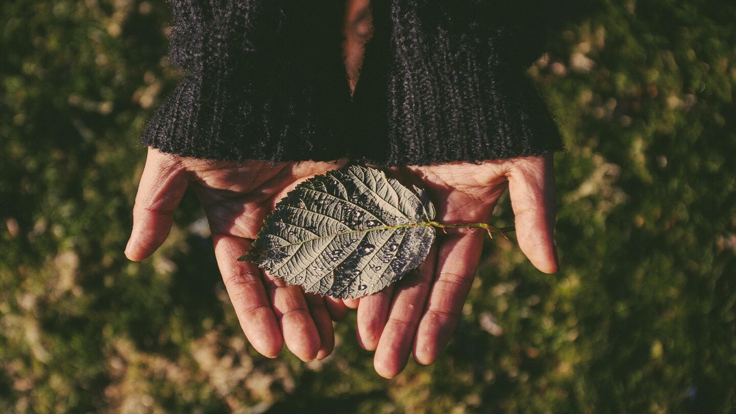 Händer som håller ett grönt löv.