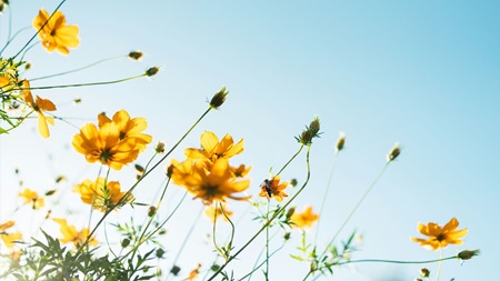 Gula blommor mot blå himmel