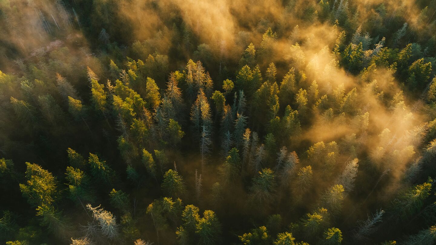 Flygfoto över skog med tallar och dimma.